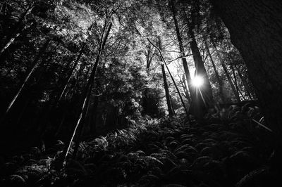 Trees in forest at night