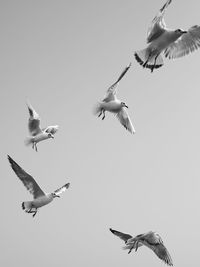 Low angle view of seagulls flying in the sky