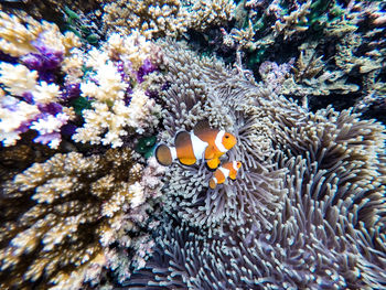 View of fish in sea