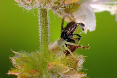 Close-up of insect on flower