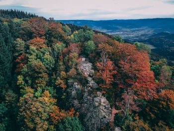 Scenic view of forest against sky during autumn