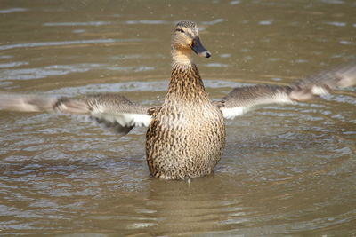 Duck swimming in lake
