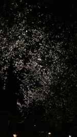 Low angle view of tree against sky at night
