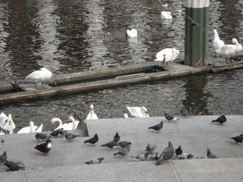 Flock of birds perching on riverbank