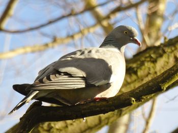 Close-up of bird perching on branch