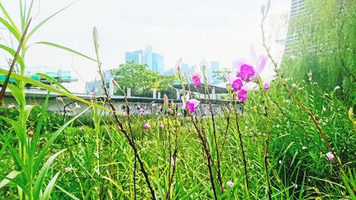 Close-up of pink flowering plants on field against sky