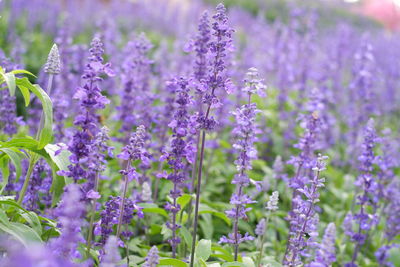 Close-up of purple flowering plants on field