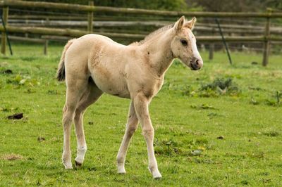 Horse standing on field