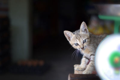 Portrait of tabby kitten