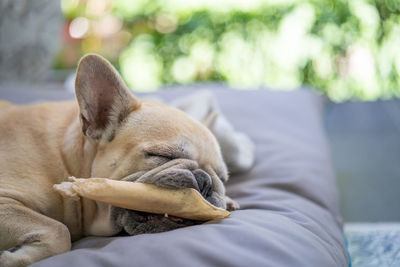 Close-up of dog sleeping on bed