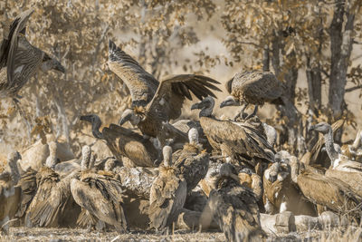 Flock of vultures scavenging on a field