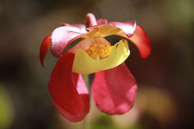 Close-up of red rose flower