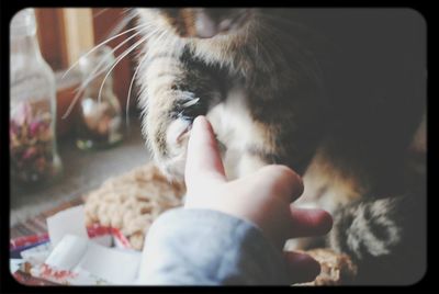 Close-up of a cat