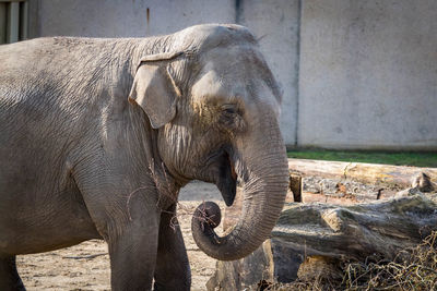 Close-up of eating elephant in zoo