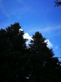 Low angle view of silhouette trees against blue sky