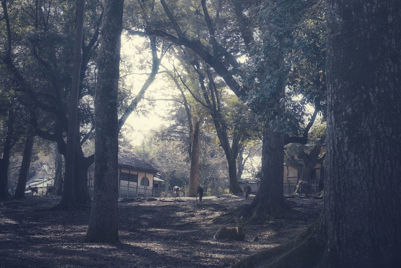 tree, plant, tree trunk, trunk, nature, land, growth, day, architecture, tranquility, built structure, forest, no people, grave, outdoors, cemetery, sunlight, tombstone, tranquil scene, landscape, woodland