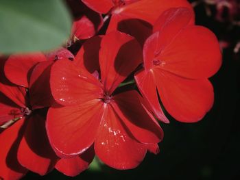 Close-up of multi colored flowers blooming outdoors