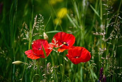 Close-up of red poppy flowers in field