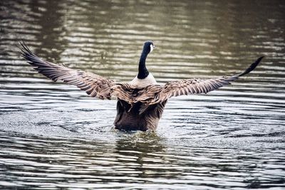 Duck swimming in a lake