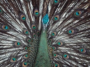 Full frame shot of peacock