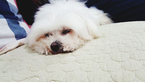 Close-up portrait of white dog