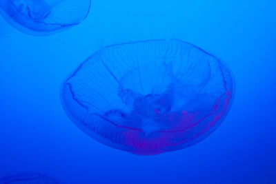Close-up of jellyfish against blue background
