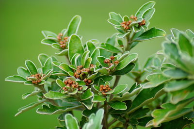 Close-up of plant