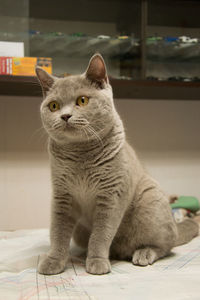 Close-up portrait of a cat