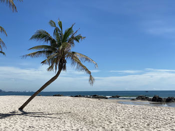 Palm tree by sea against sky