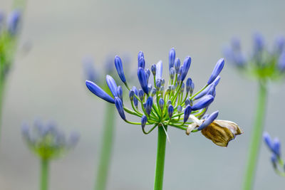 Close-up of purple flower