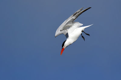 Low angle view of seagull flying