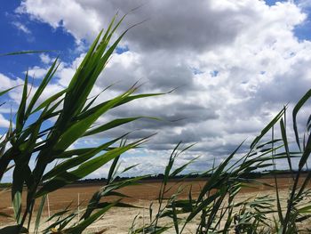 Low angle view of grass on field against sky