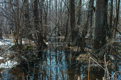 Bare trees in forest