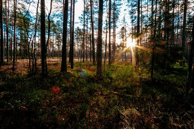 Pine trees in forest against sky