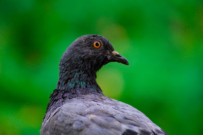 Close-up of a bird