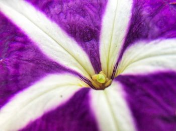 Full frame shot of purple day lily blooming outdoors