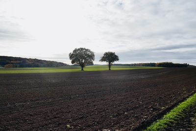 Trees on field against sky