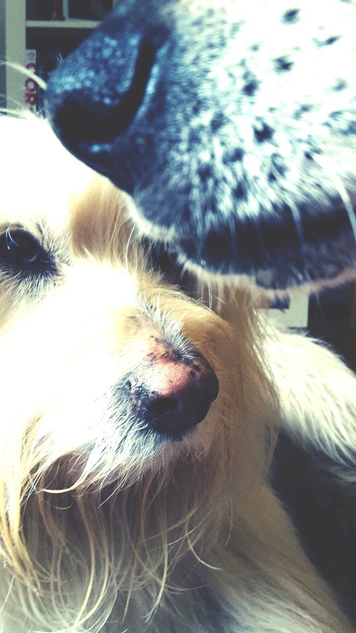 domestic animals, one animal, animal themes, mammal, pets, dog, animal head, animal body part, close-up, animal hair, animal nose, part of, snout, portrait, focus on foreground, animal eye, looking away, no people