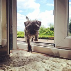 Dog looking through window