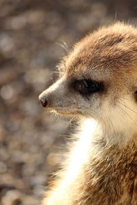 Close-up of meerkat 