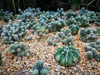 Close-up of cactus plant