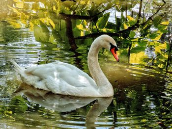 Swan floating on lake