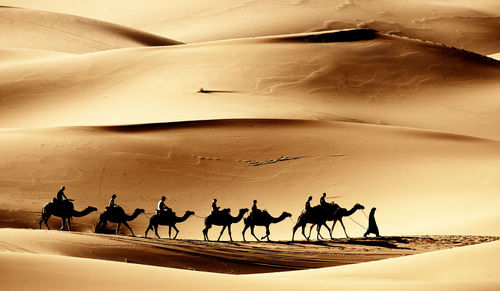 Silhouette of men riding camels in the desert