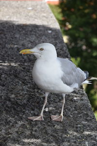 Close-up of seagull perching on ground