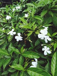 High angle view of white flowering plant