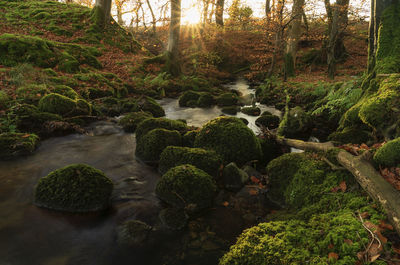 Stream flowing through rocks in forest