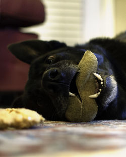 Close-up portrait of a dog