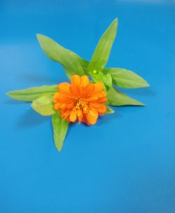 Close-up of blue flower