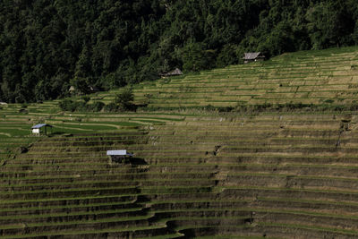 Rice terrace in northern thailand