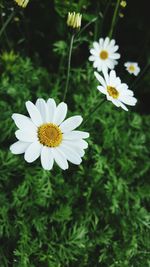 Close-up of white cosmos flowers blooming outdoors